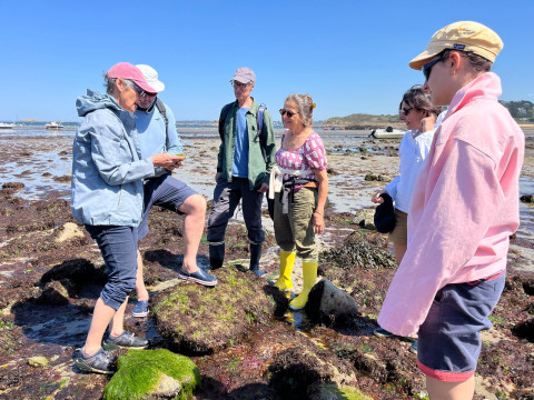 Découverte des algues 